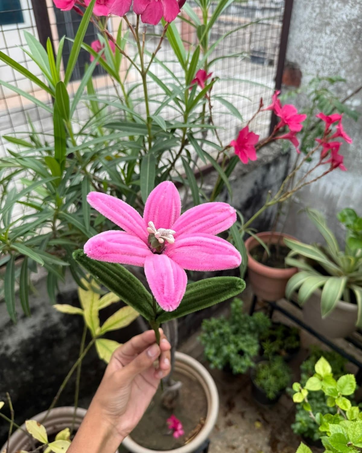 Pink pipe cleaner lily stem with white stamens and two leaves, held up in a garden